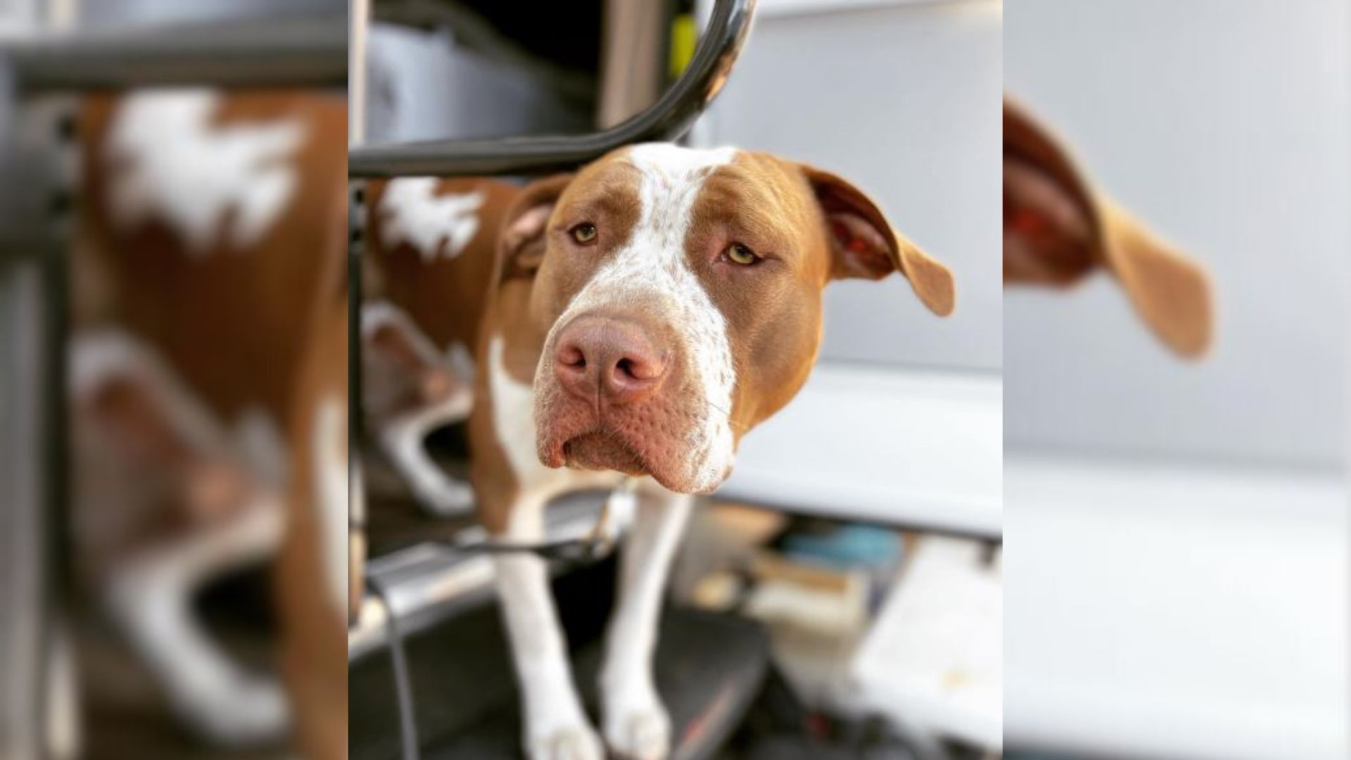 Boyfriend Was Not Sure About Adopting A Pit Bull But Then His Girlfriend Surprised Him With One