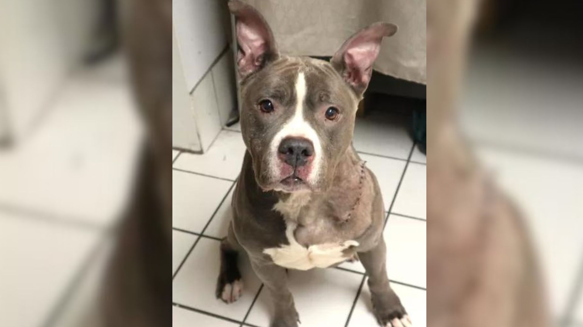 Rescuers Were Shocked To Find Out This Dog Was Abandoned In Her Home After The Owners Were Evicted
