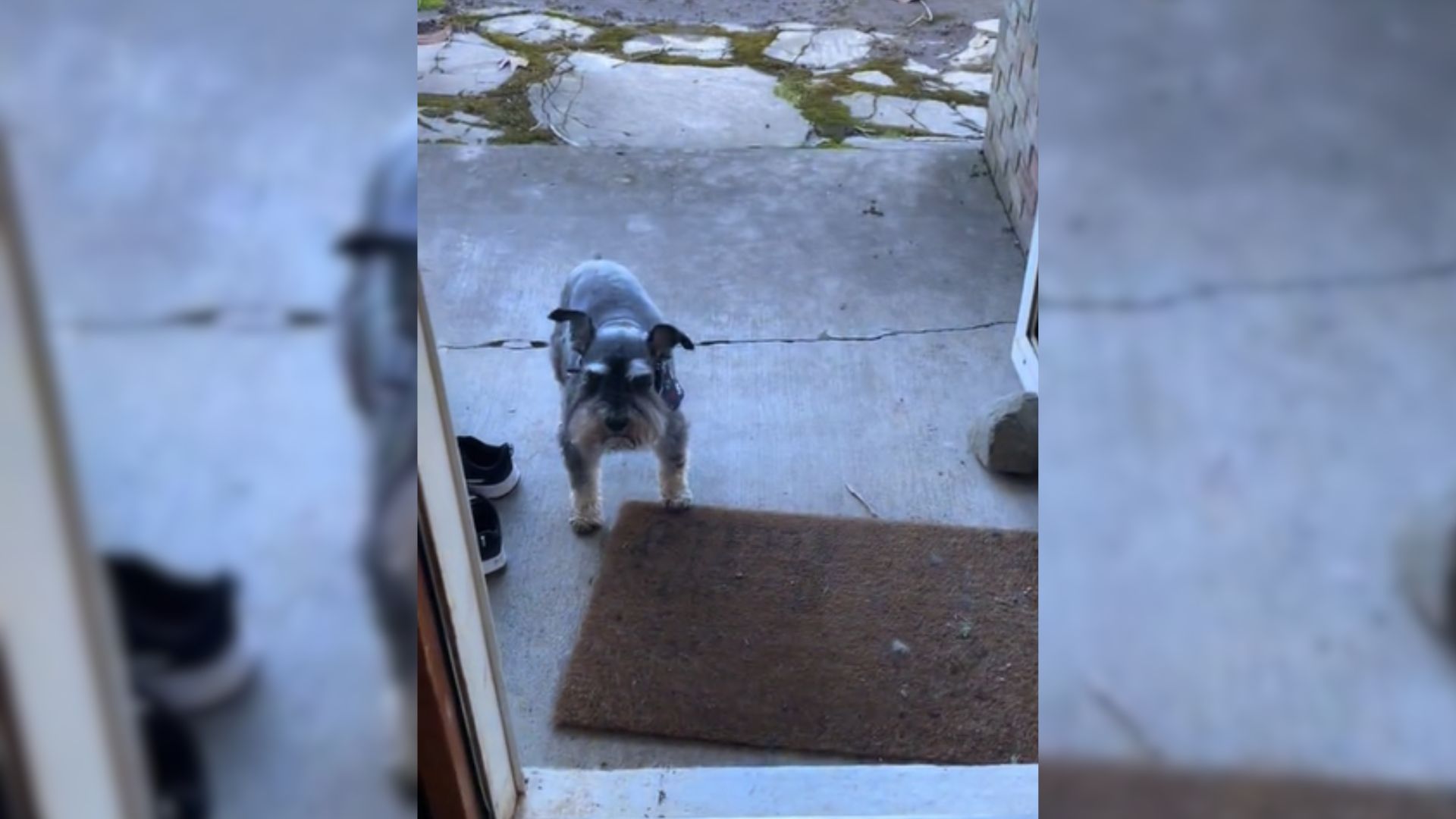 Dog Visits His Owner’s Daughter Every Day After She Moved Away From Her Parent’s Home