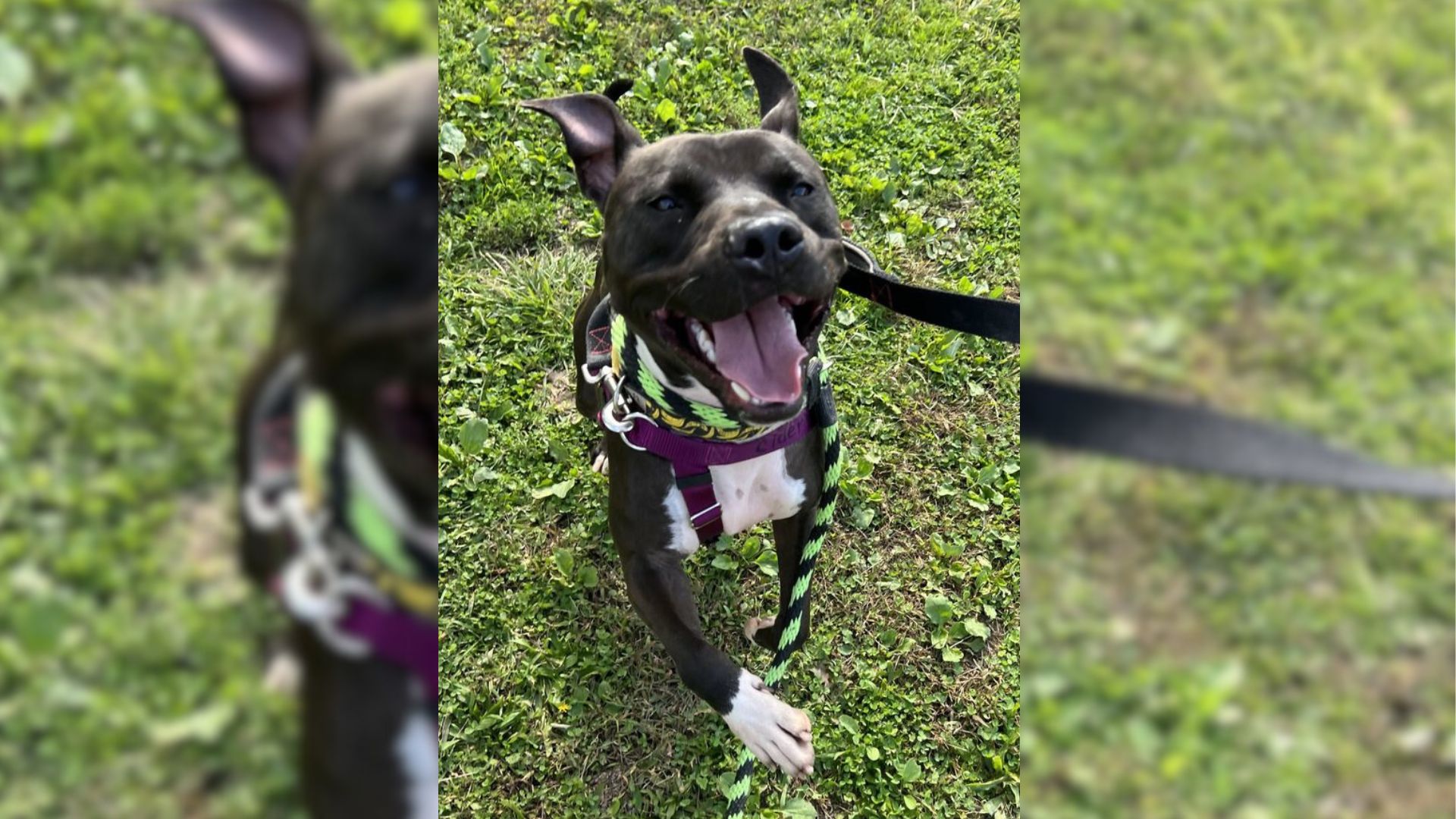 Forgotten Dog Who Spent Over 2 Years In A Shelter Can’t Control Joy On “Special Outing”