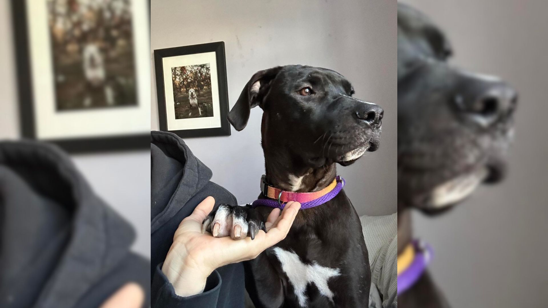 Foster Mom Couldn’t Believe What Her New Dog’s Unusual Habit Was