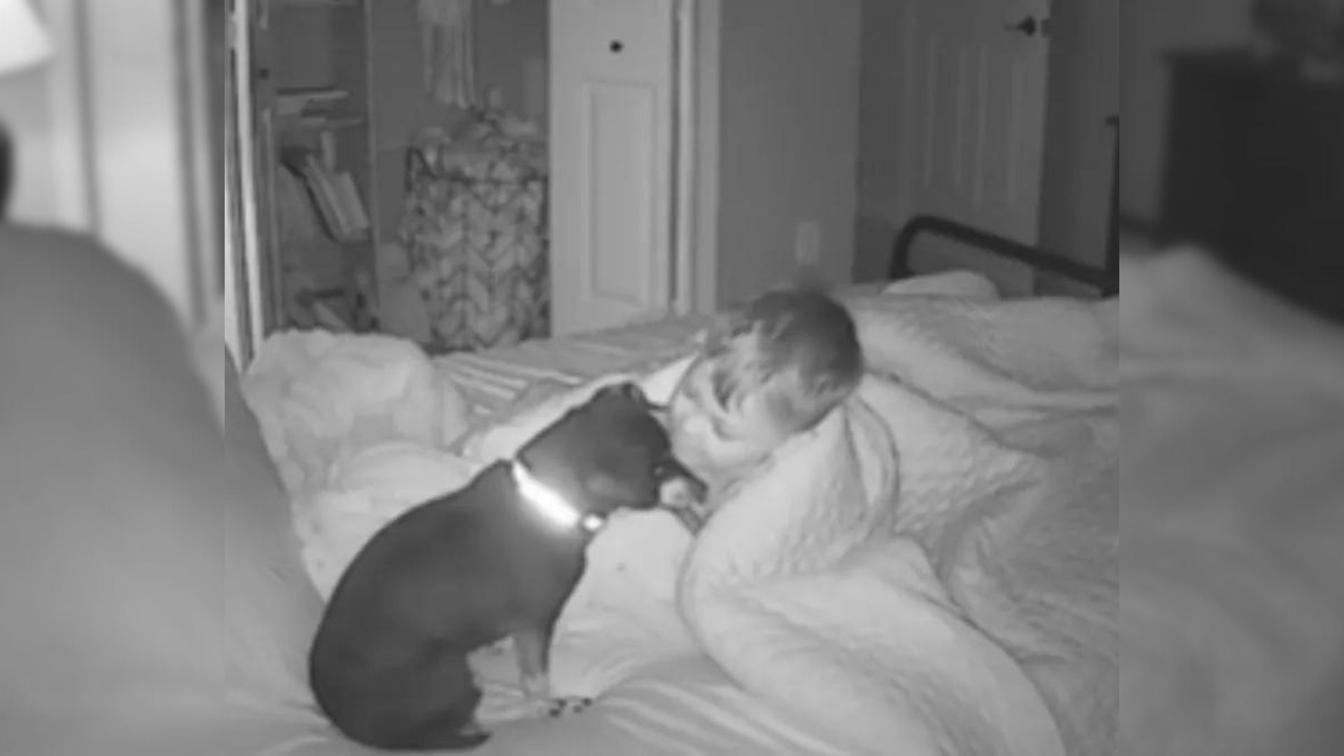 The Video Of This Dog Going Into A Toddler’s Bed For A Snuggle Is Really Heartwarming