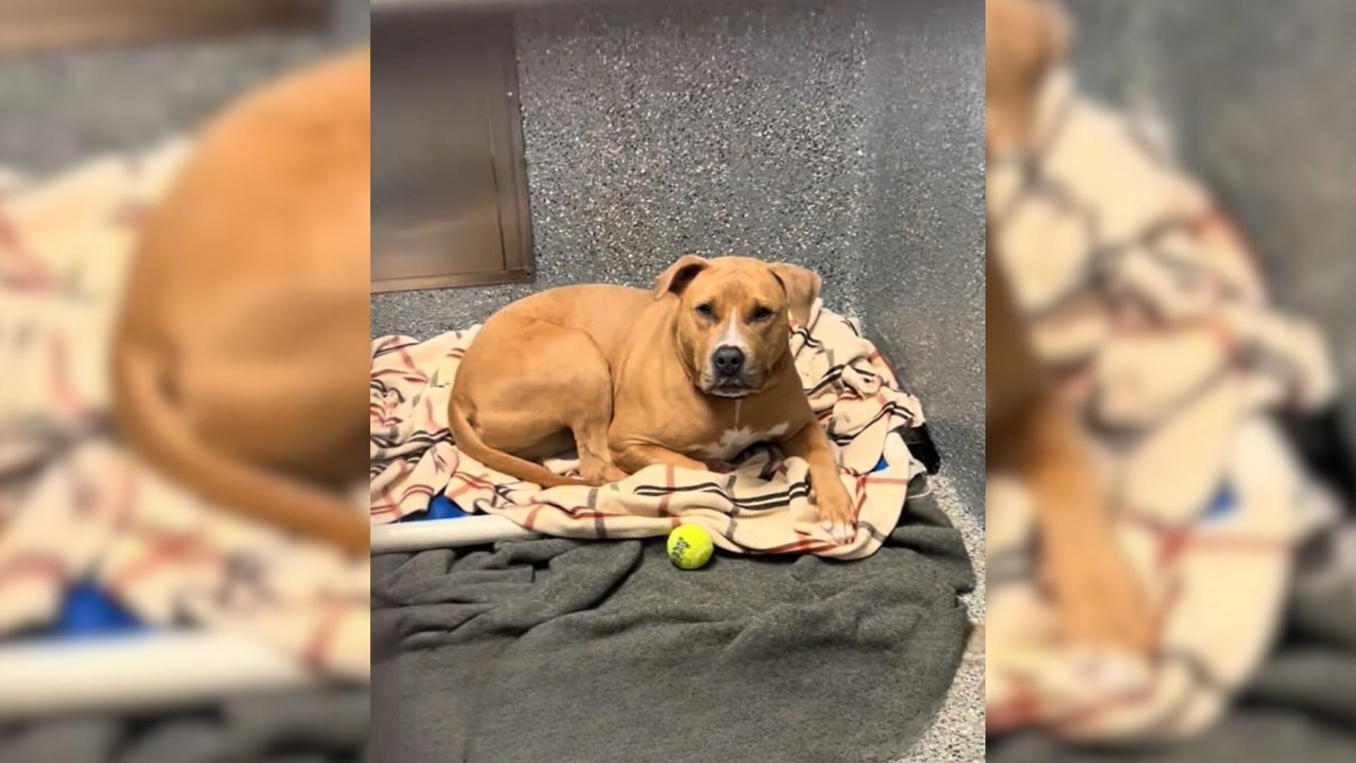 A Dog Returned To A Shelter Waited Over 380 Days Before Getting A New Chance