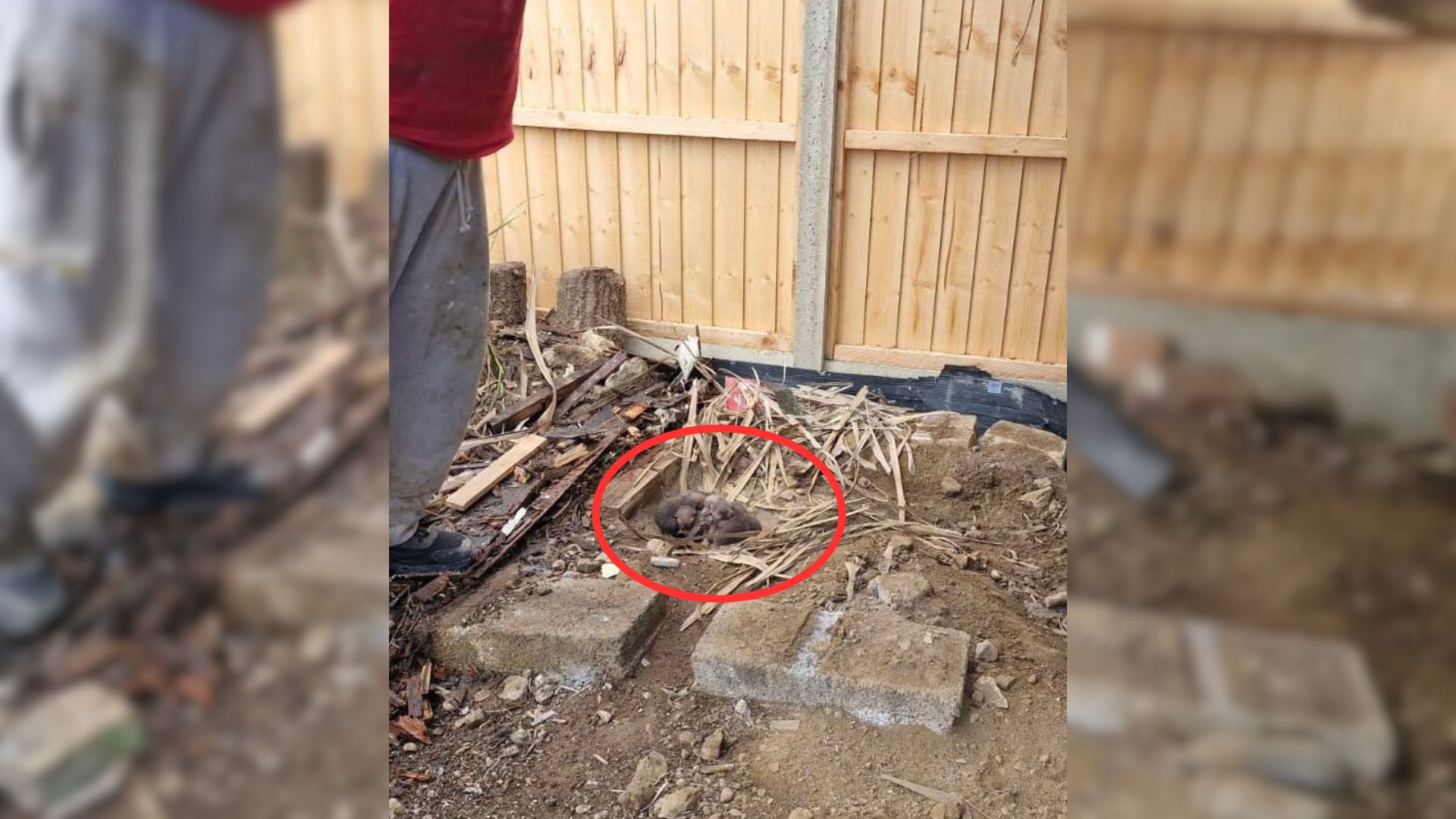 Homeowners Shocked To Discover A Tiny Family Sleeping Underneath Their Demolished Shed