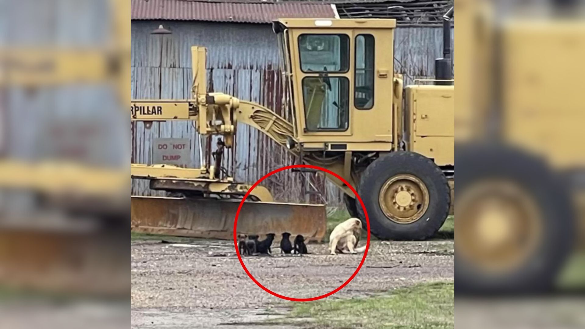 Hooman Was Heartbroken When She Found A Tiny Family Living In An Abandoned Barn