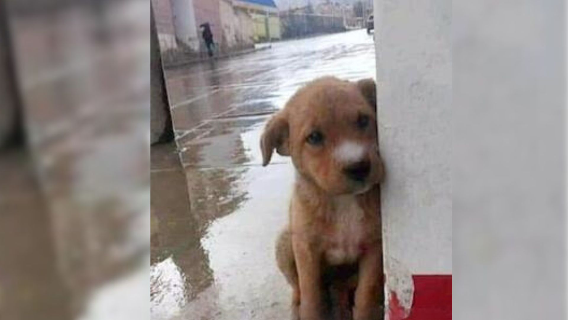Puppy With Extremely Swollen Paws Hid Behind A Wall Hoping That A Kind Soul Would Offer A Helping Hand