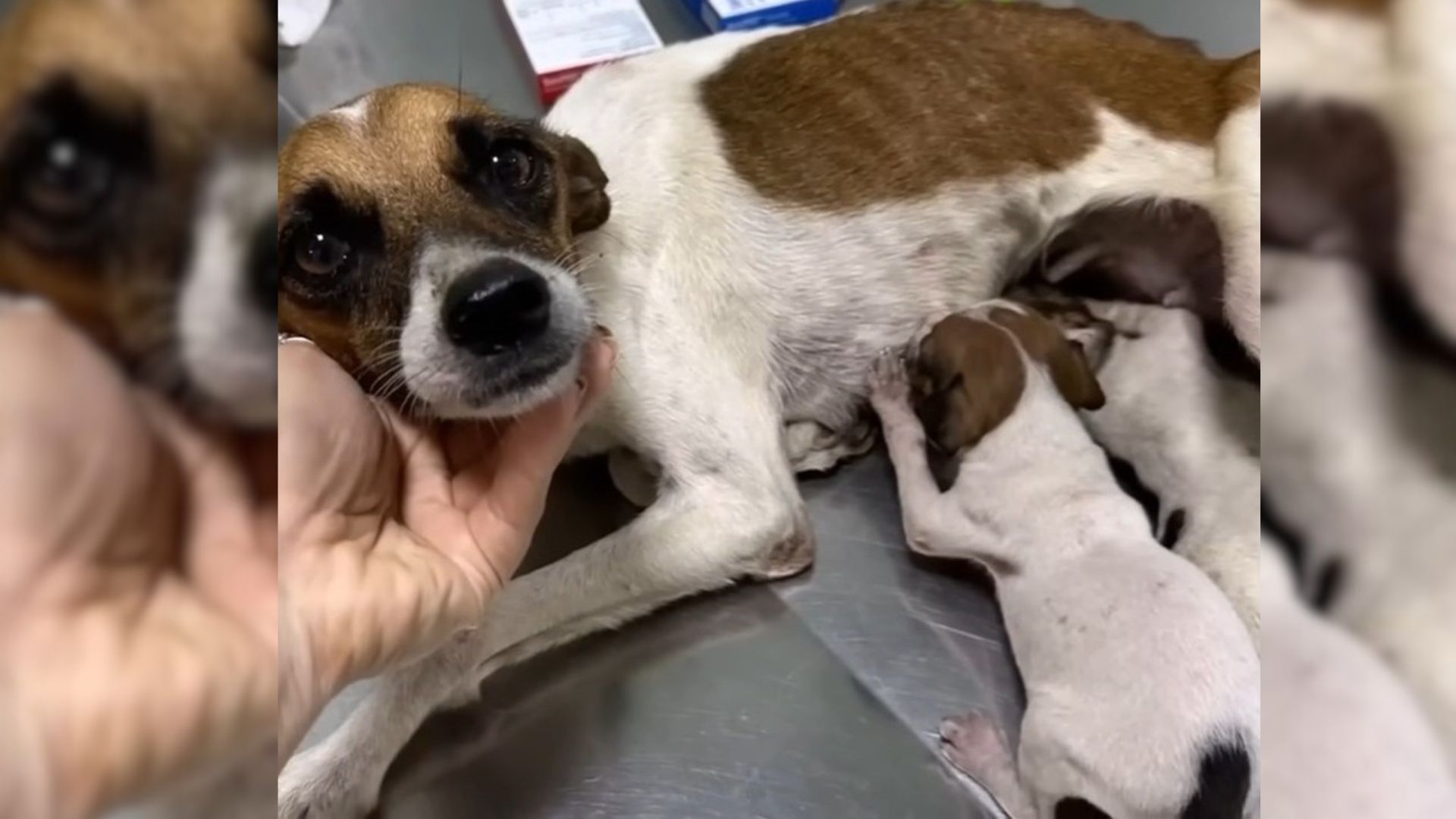 Rescuers Were Surprised To Find Mama Dog And Her 2 Puppies In A Trashed Vehicle So They Went To Help