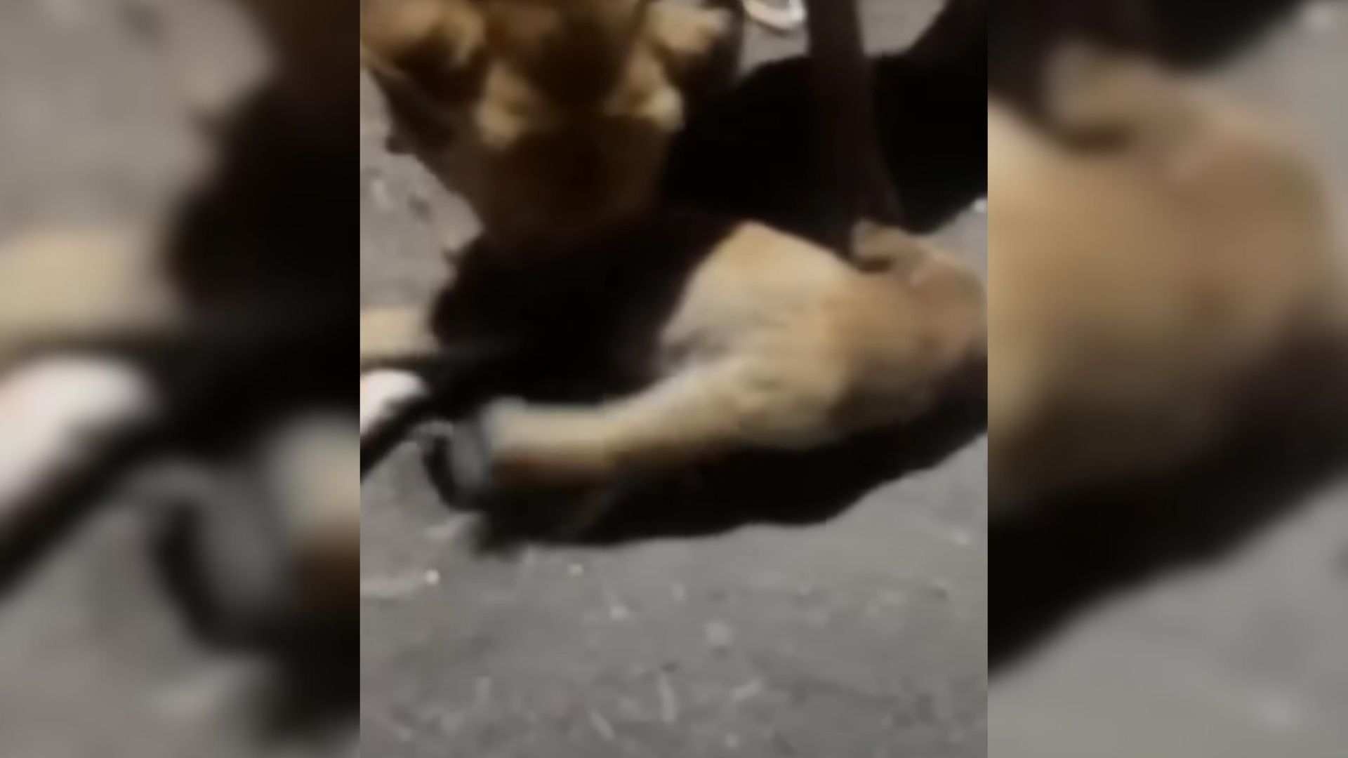 Mama Dog Dragged Her Injured Puppy Across The Street Crying Out For Help