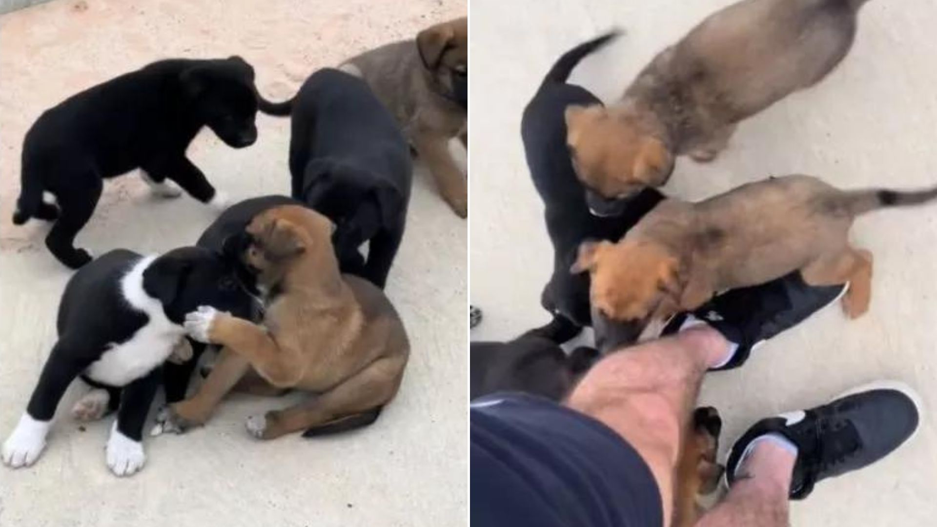 friendly stray puppies