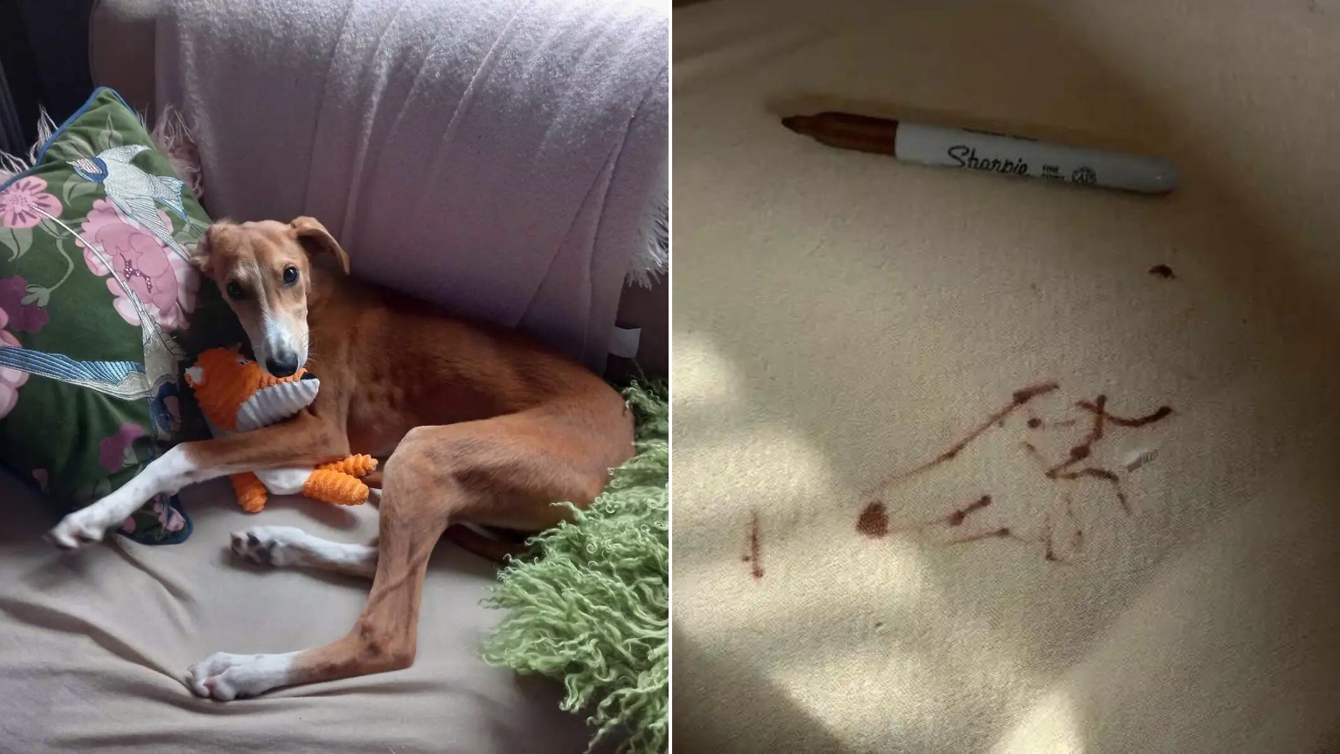 Mischievous Dog Played With His Mom’s Permanent Marker And Drew His Very Own Self-Portrait