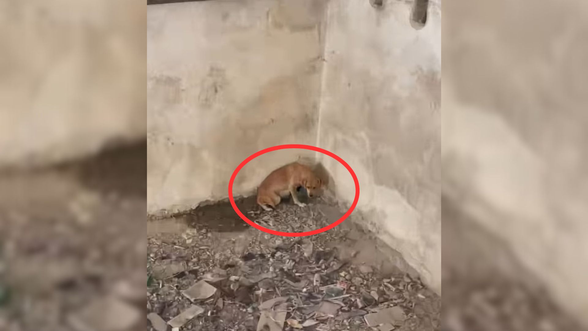 Mama Dog Was Desperate To Save Her Babies From A Pit And Then Someone Amazing Came To The Rescue