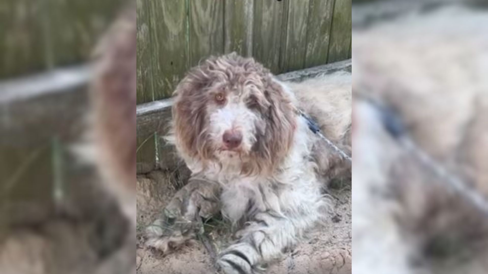 Neglected Aussiedoodle Didn’t Trust Humans Until She Met Her New Mom