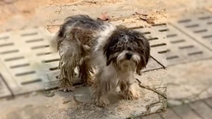 Nv2. No One Wanted To Help The Desperate Dog Covered In Mud Until They 