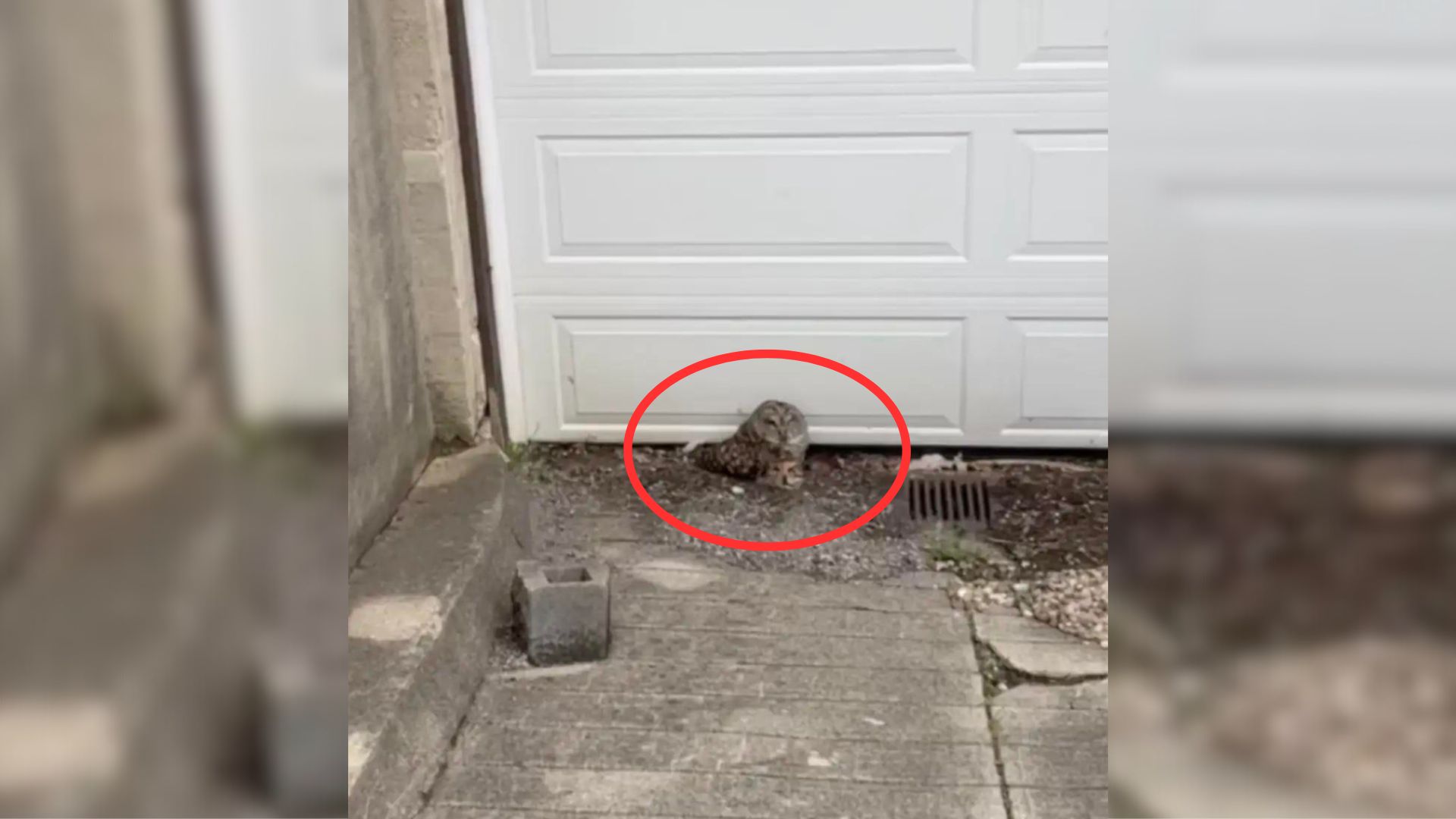 Plumber From Ohio Noticed A Feathery Animal Near A Garage Door And Went To Investigate It