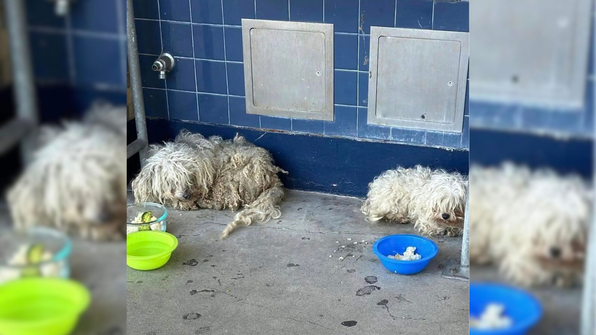 2 Dogs Decided To Hide In A Californian School But Then Someone Amazing Decided To Help Them