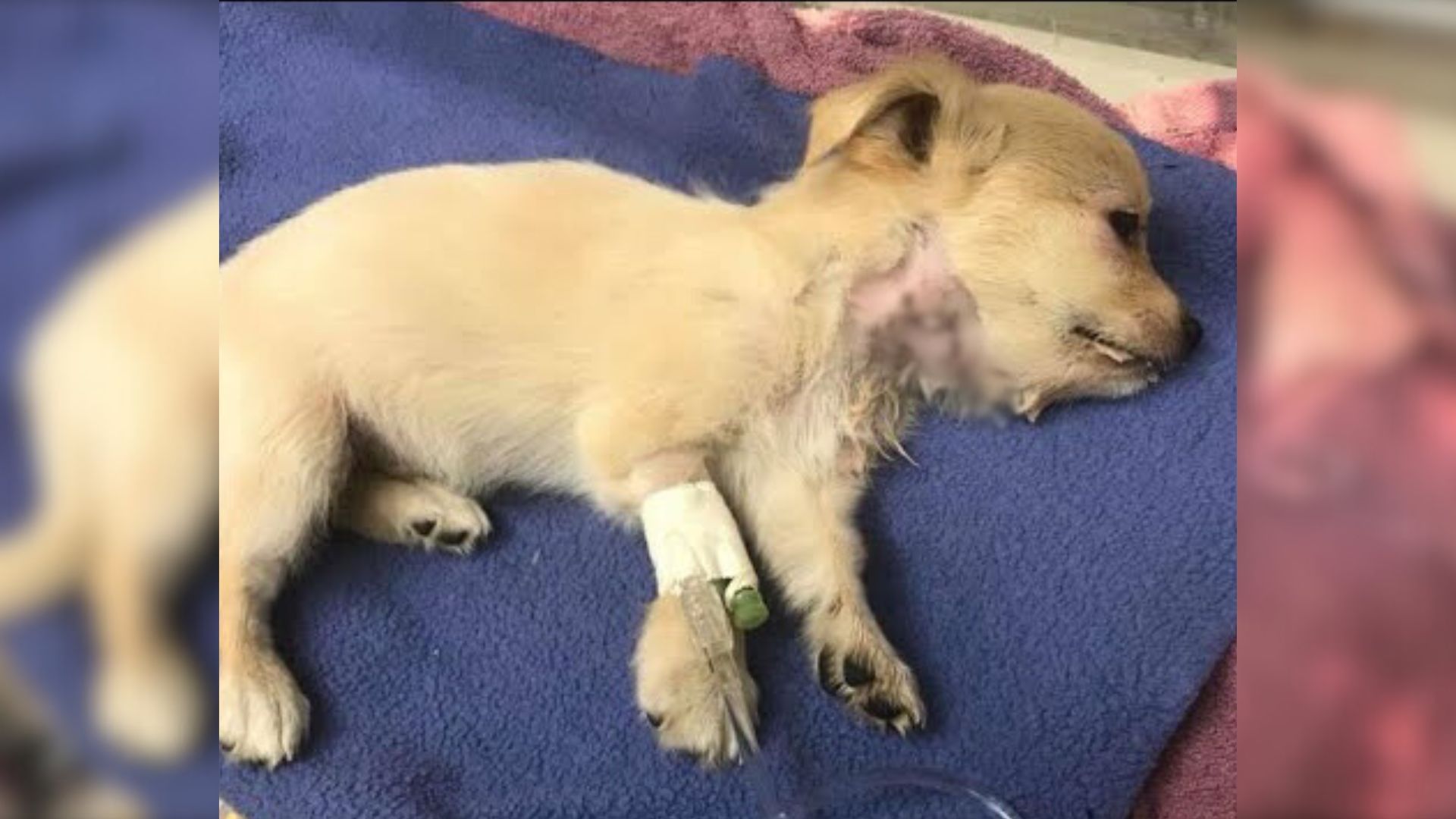 Poor Puppy Attacked By Another Dog Was Desperate For Help And Then His Rescuers Came