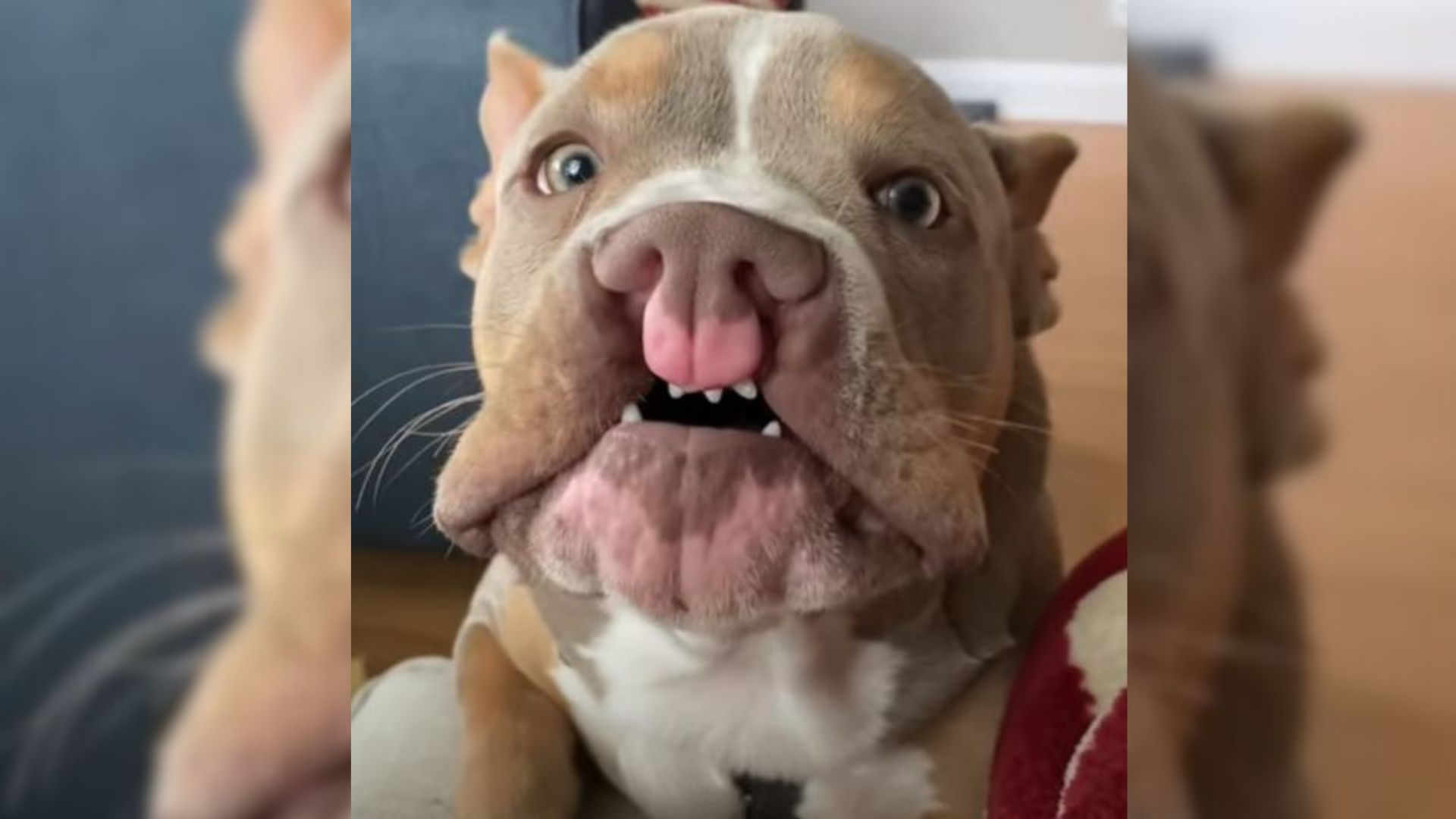 Pup Labeled ‘The Ugliest Dog’ Struggled In Life Until He Met Someone Amazing