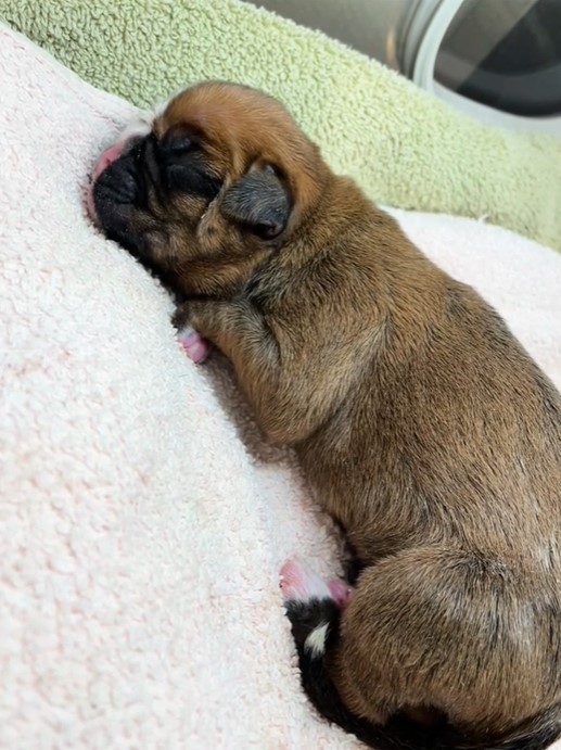 Puppy Born With Cleft Palate