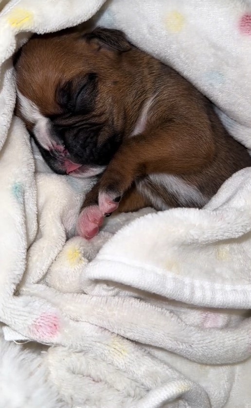 Puppy With Cleft Palate Sleeping