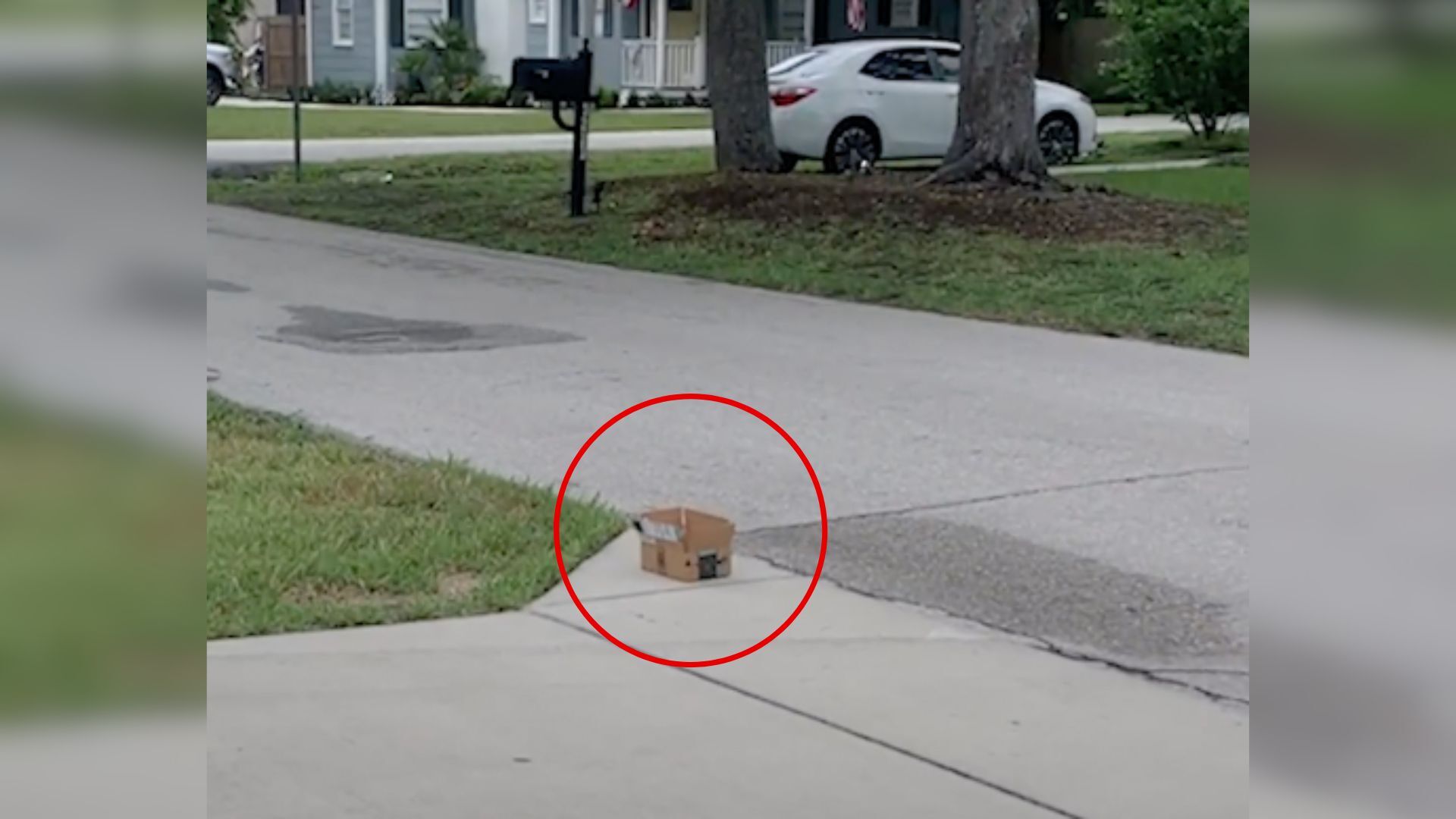 Small Pup Was Left In A Box On The Street Until Kind People Found Him And Decided To Help