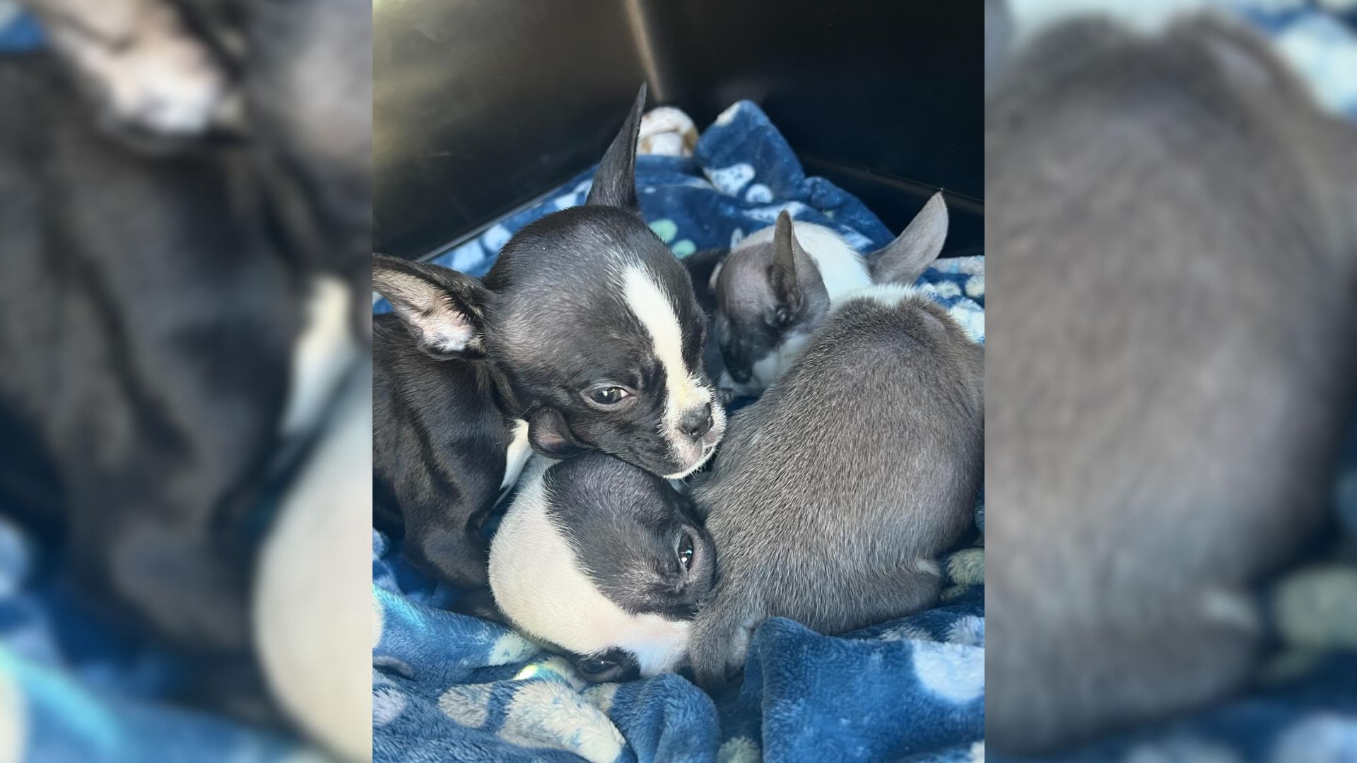 Rescuers Were In Disbelief When They Saw 3 Abandoned Puppies Outside Of The Shelter