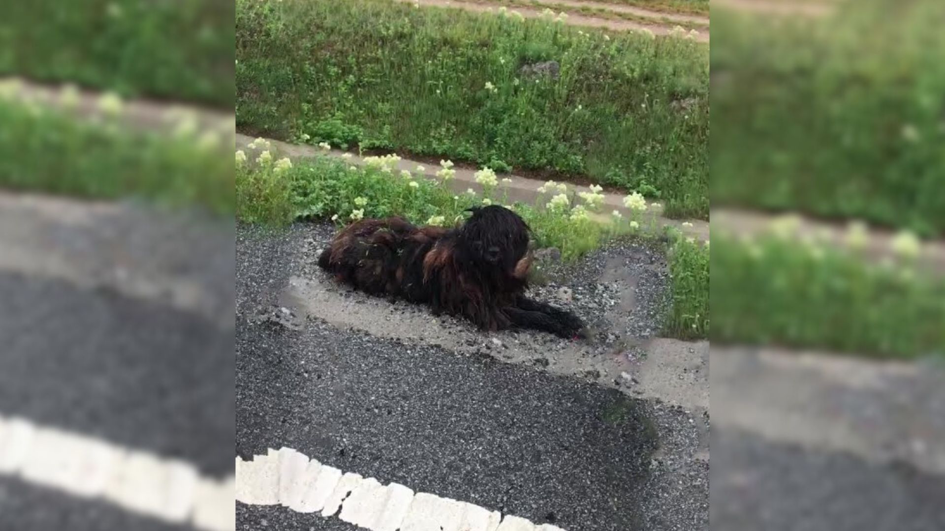 Rescuers Came Across A Furry Animal On The Road And Then Realized What It Actually Was