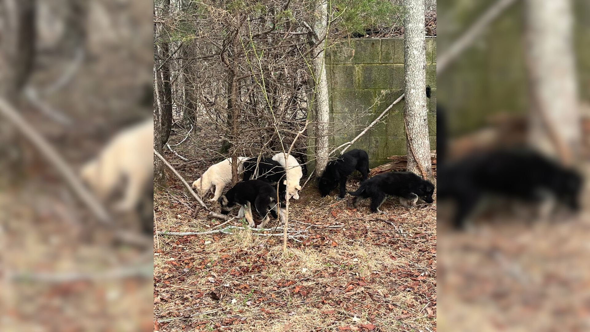 Rescuers Were Shocked To Find Eleven Terrified And Starving Puppies Deep In The Woods 