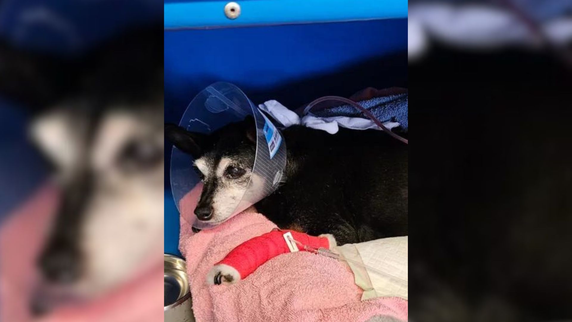 Senior Pup Attacked By A Pack Of Dogs Makes A Miraculous Recovery