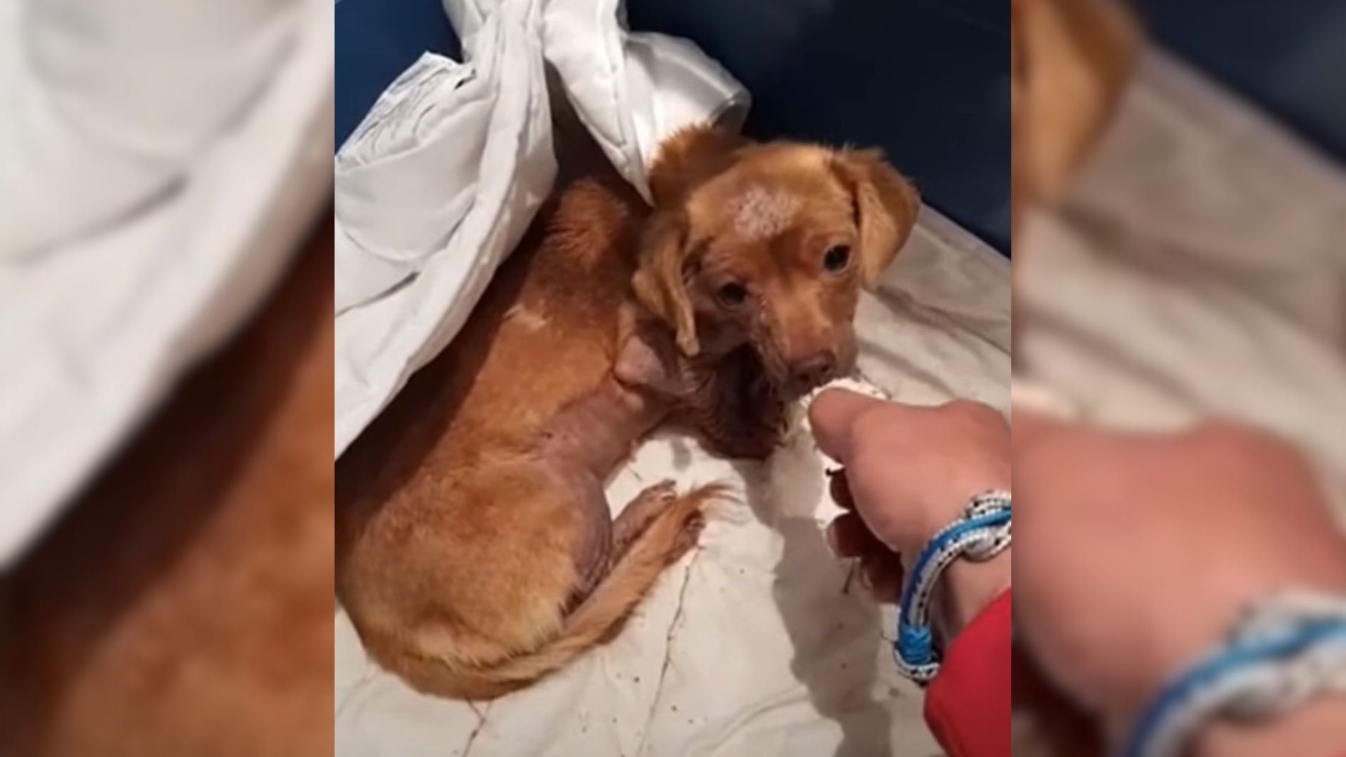 This Severely Abused Pup Never Felt Love Until She Met The Most Amazing Person