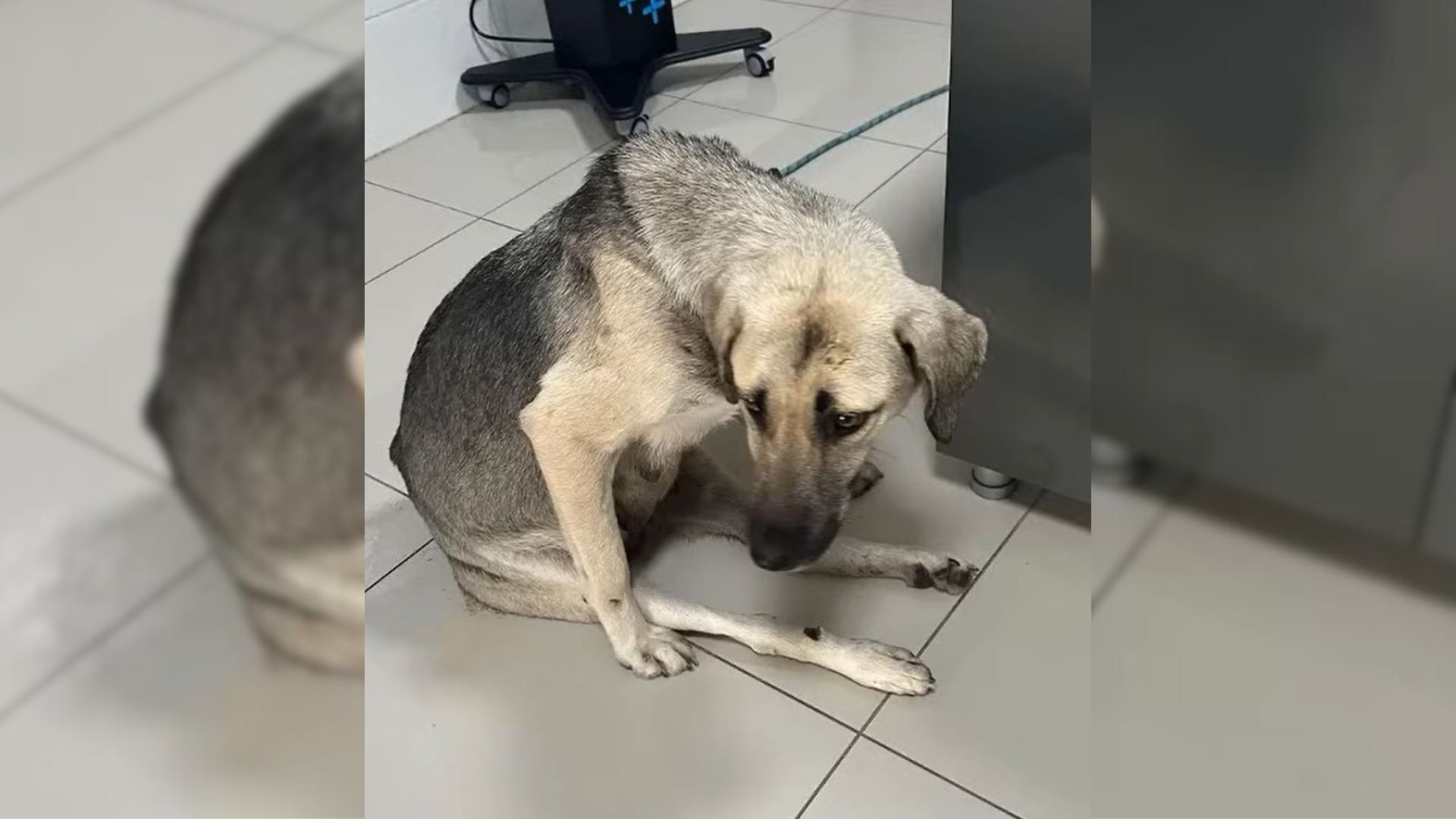 Rescuers Were Shocked To Find This Mama Dog Completely Motionless Next To Her Babies
