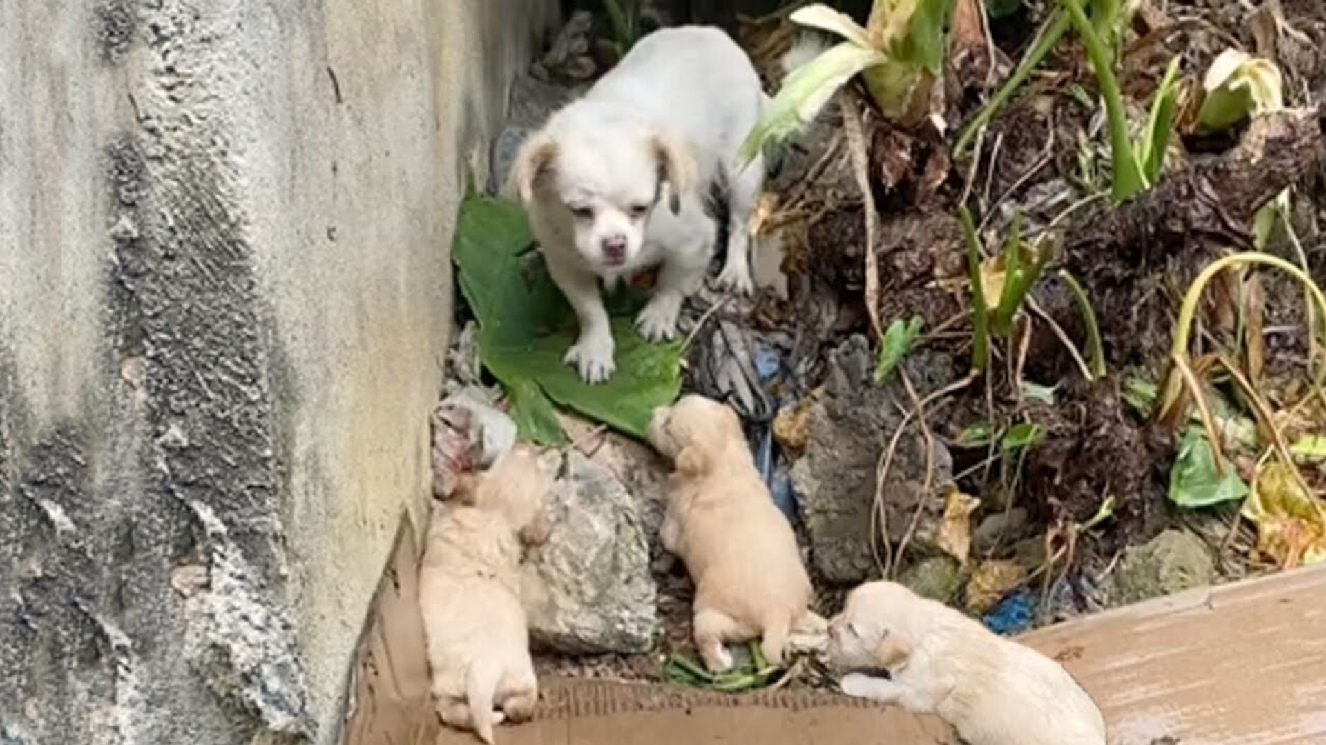 Starving Mama Dog Trying Her Best To Keep Her Babies Warm Finally Finds Hope When A Rescuer Comes To Help