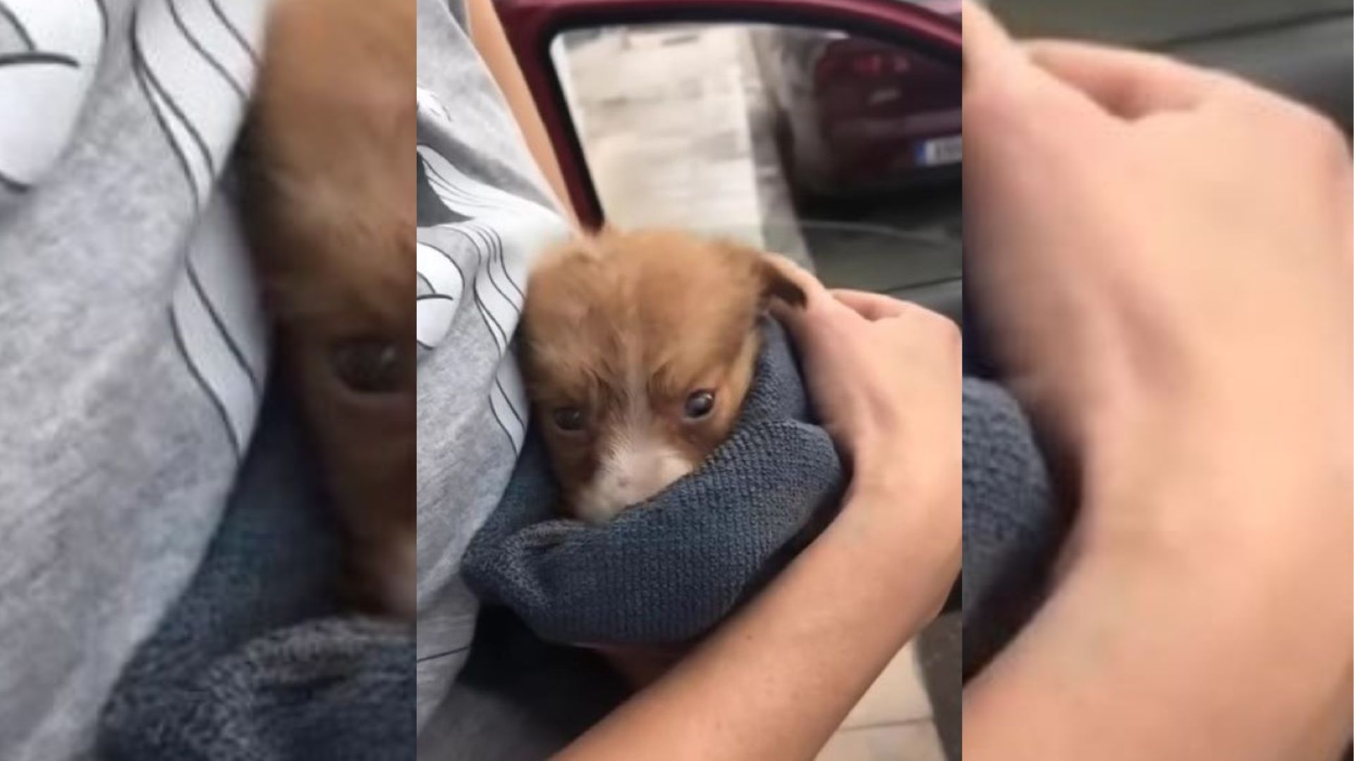 Struggling Puppy Dumped Next To A Road Gets A New Chance When He Meets His Rescuers