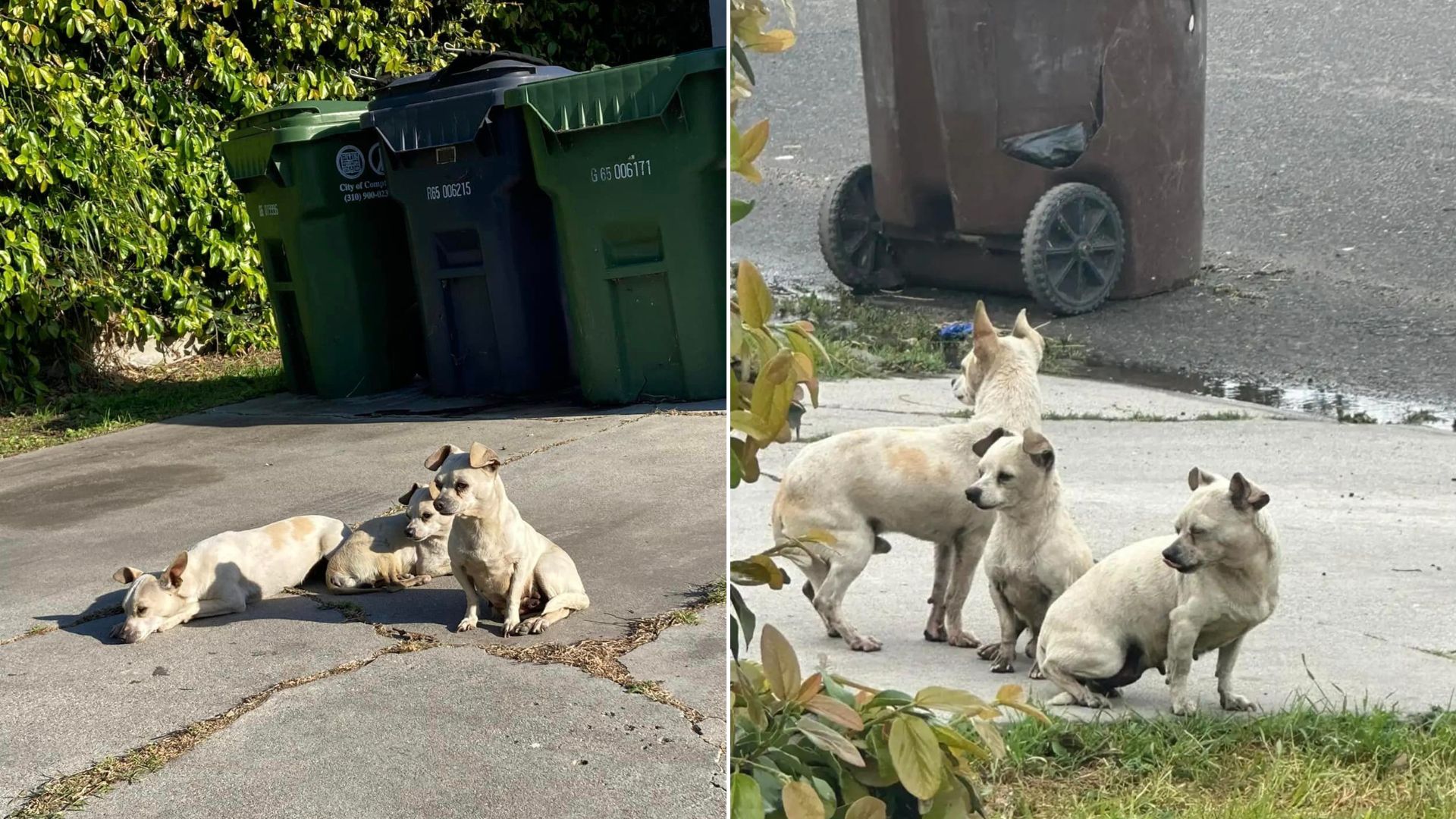 Sweet Trio Of Abandoned Pups Loyally Stayed By Each Other’s Side While Waiting For A Kind Soul To Notice Them