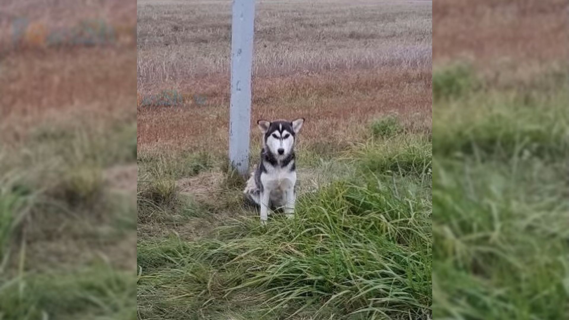 Pup Abandoned By His Owner Near A Road Continued Waiting On The Side In Case He Came Back