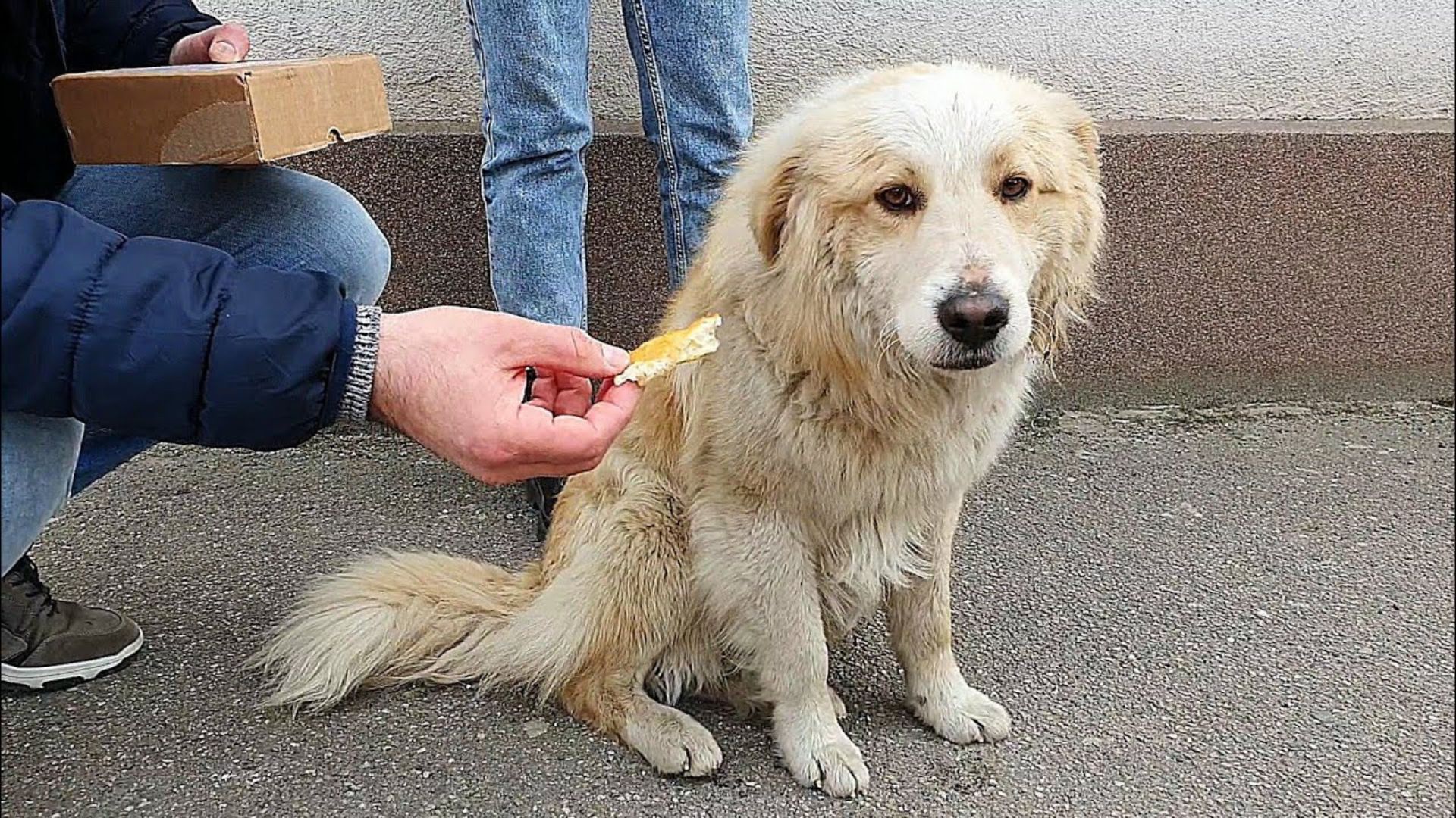 This Stray Dog Kept Following People On The Street Hoping That Somebody Would Adopt Him