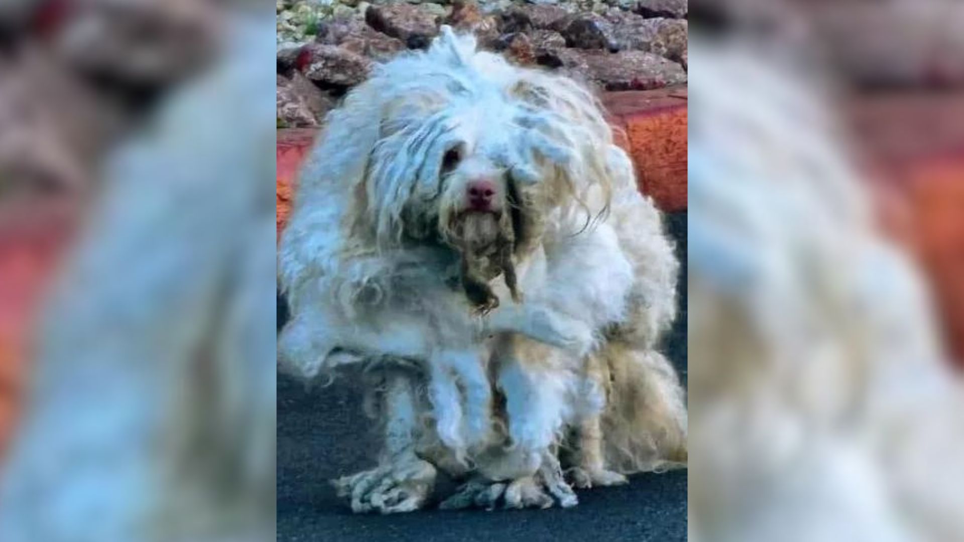 The Poor Dog Was So Badly Matted That The Vet Couldn’t Even Tell If He Had Two Eyes 