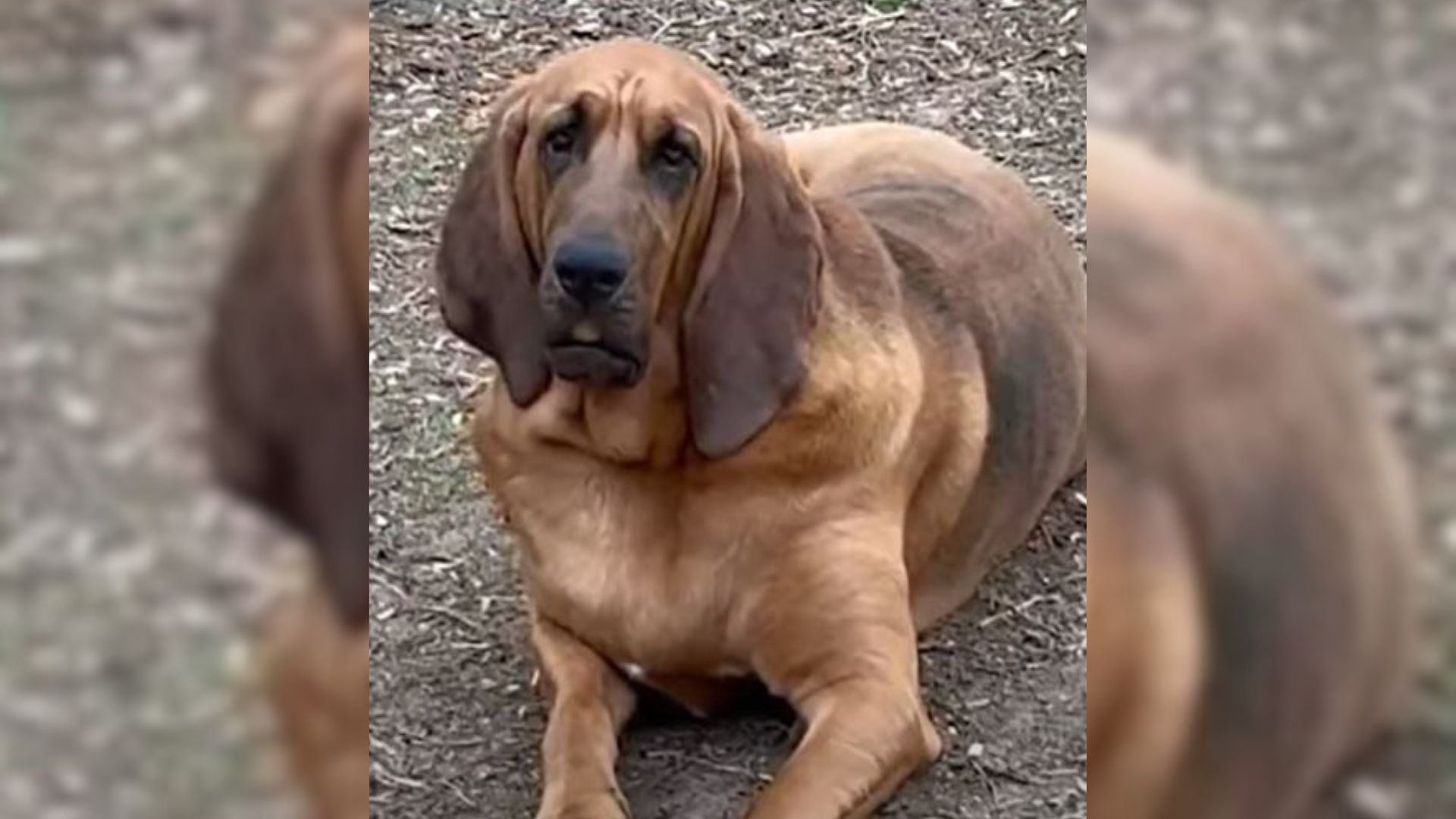 The Sweetest Dog Makes It Her Mission To Pawtect Babies By Stealing Chicken Eggs