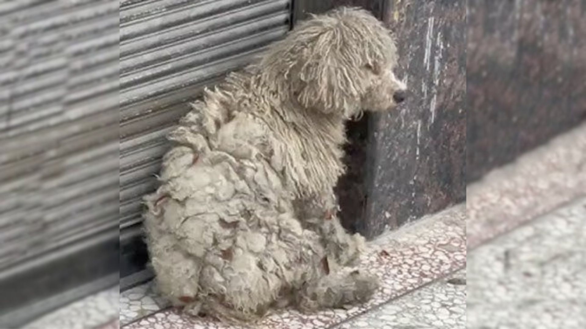 Kind Person Noticed This Shivering Dog Struggling On Her Own And Decided To Help Her