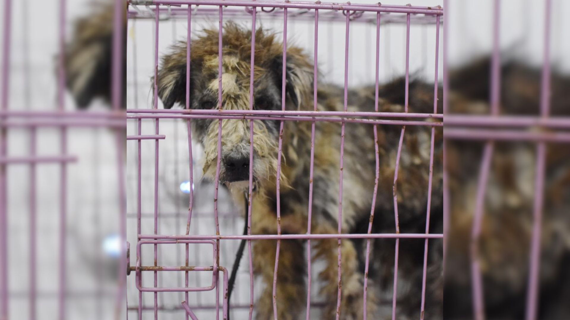 Pup Covered In Dreadlocks And Fleas Makes An Incredible Transformation After Being Rescued