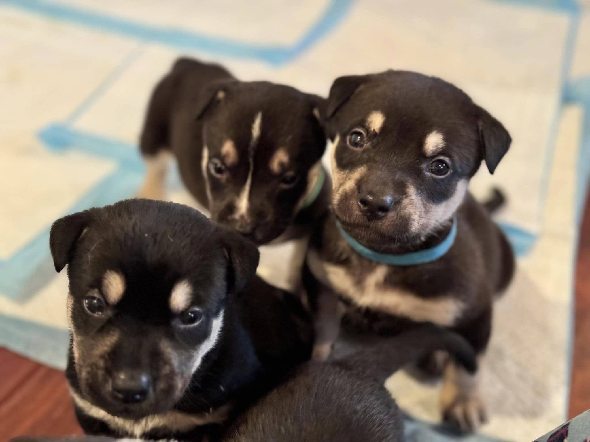 Three very cute puppies