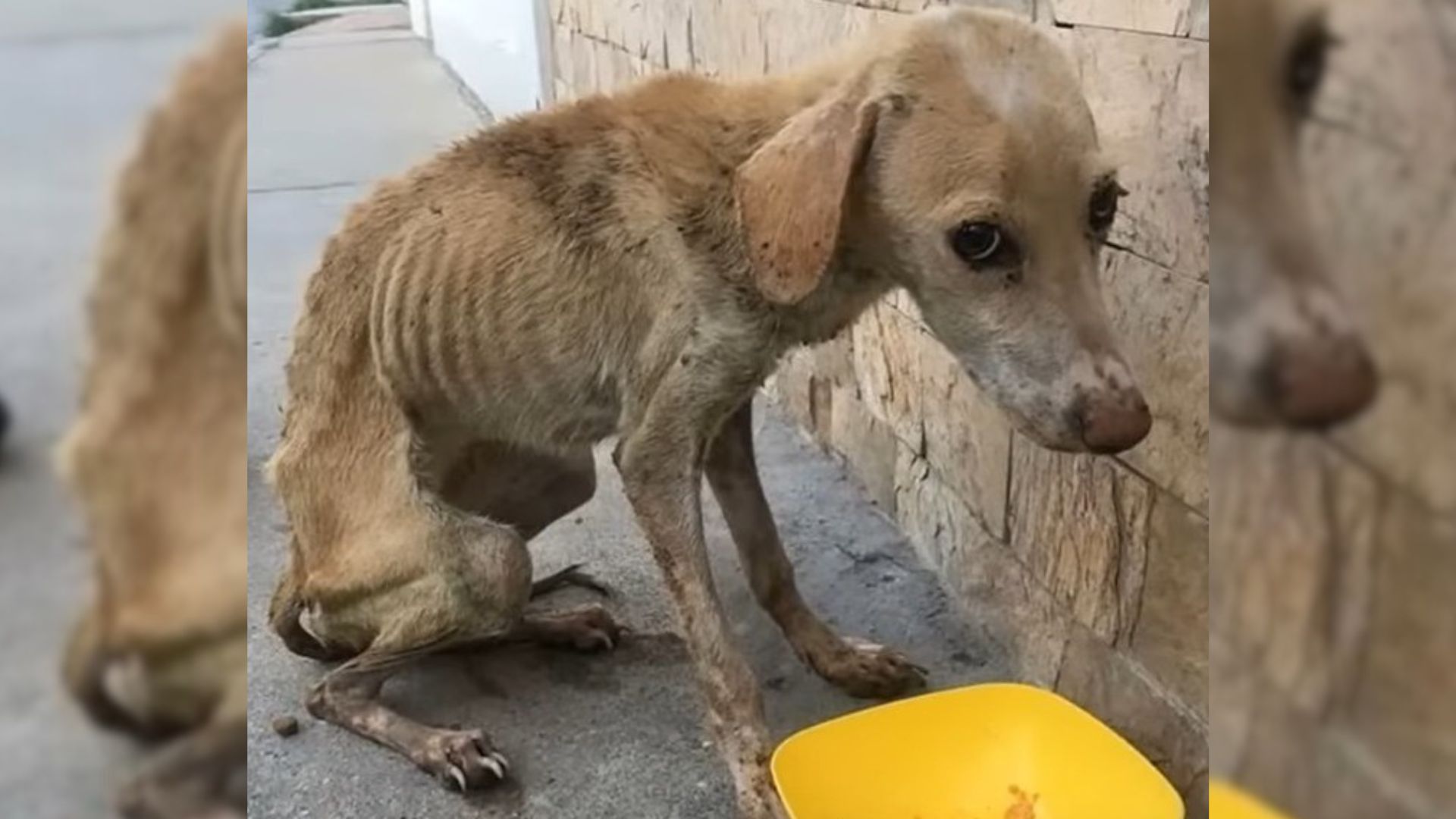 Weak Dog Thrown In A Ditch Couldn’t Get Out Until A Group Of Rescuers Noticed Her