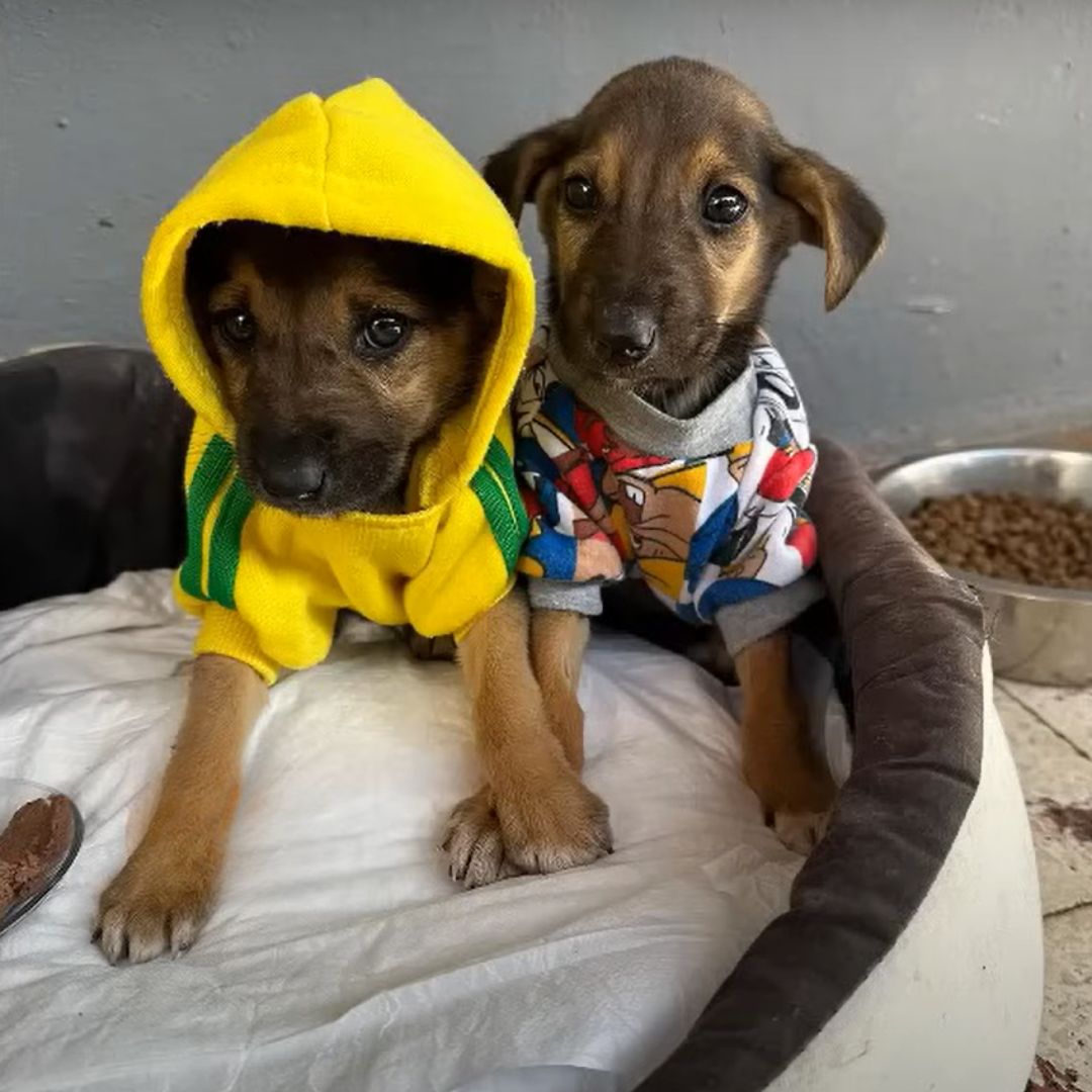 adorable puppies in clothes