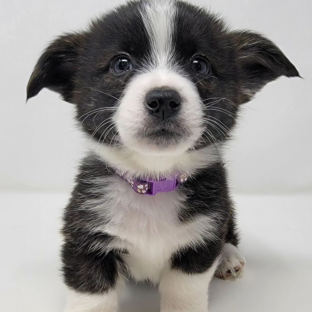 adorable puppy adopted from shelter