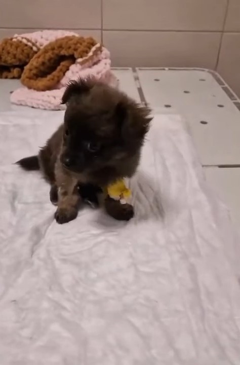 adorable tiny puppy