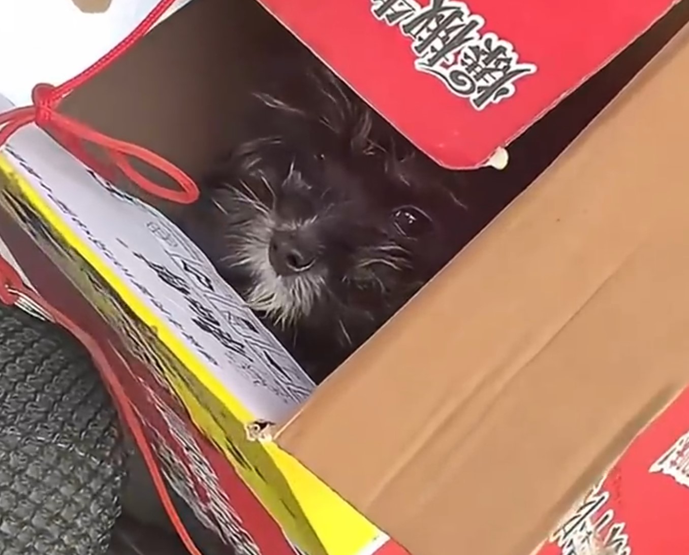 black dog in the box