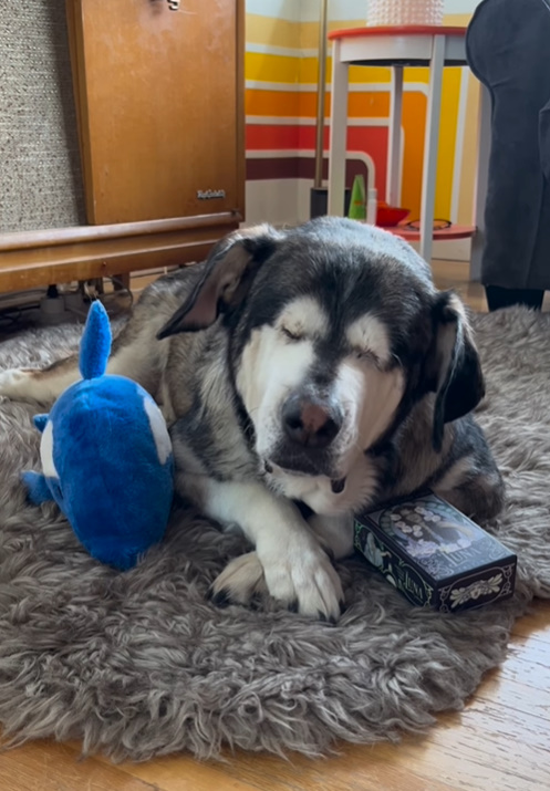 blind dog with toy