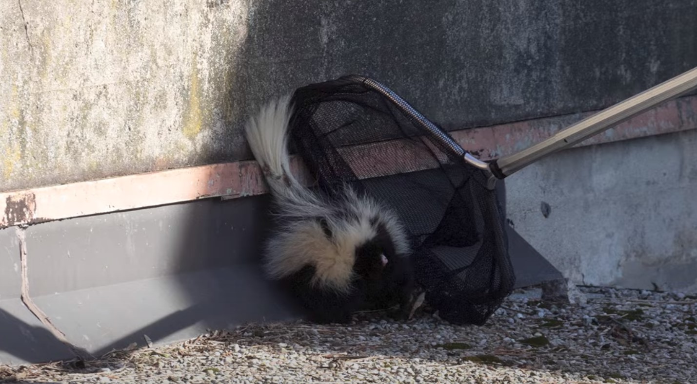 catching skunk