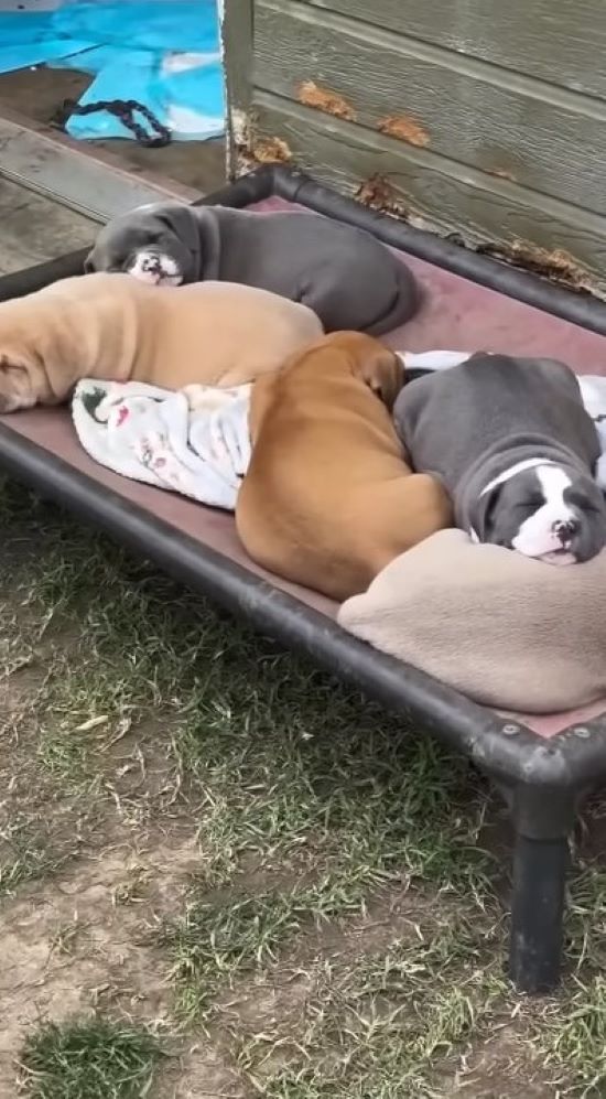 cute puppies outdoor