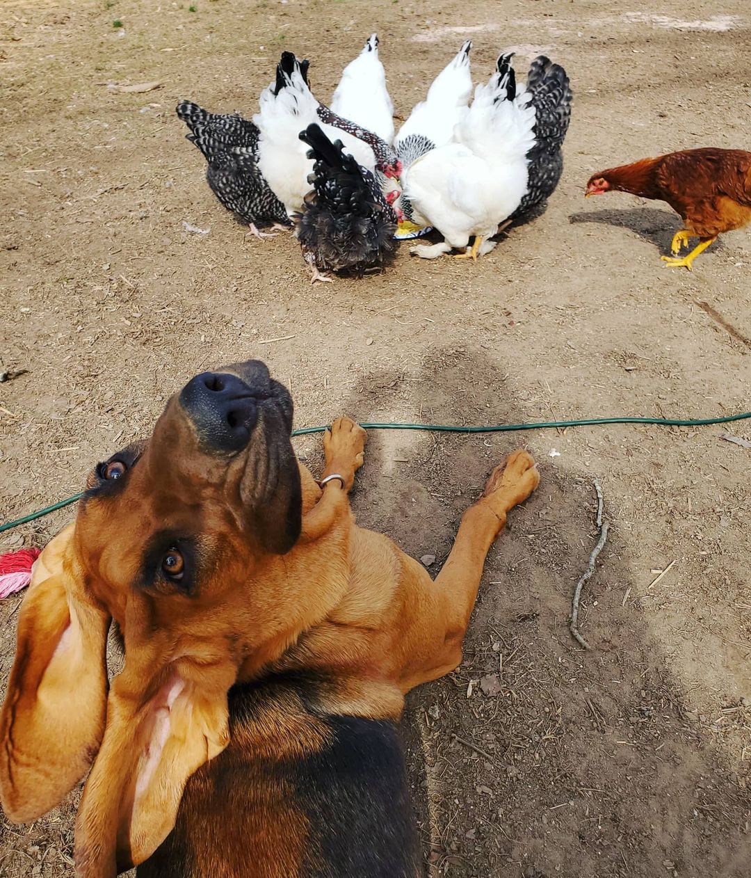 dog and chickens
