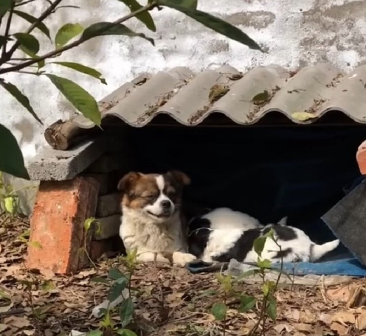 dog and puppies under the shelter